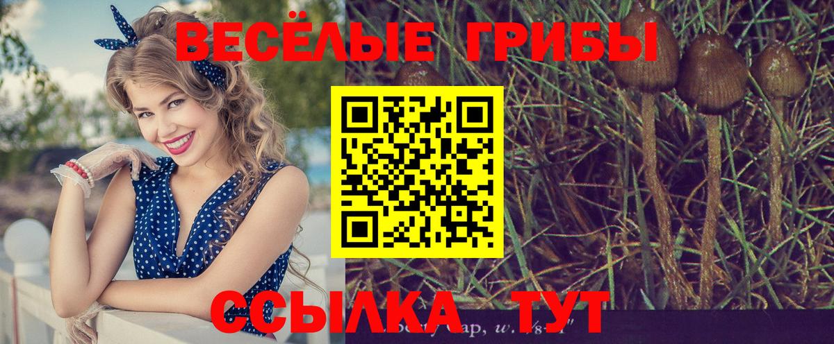 Псилоцибиновые грибы мицелий Карабулак
